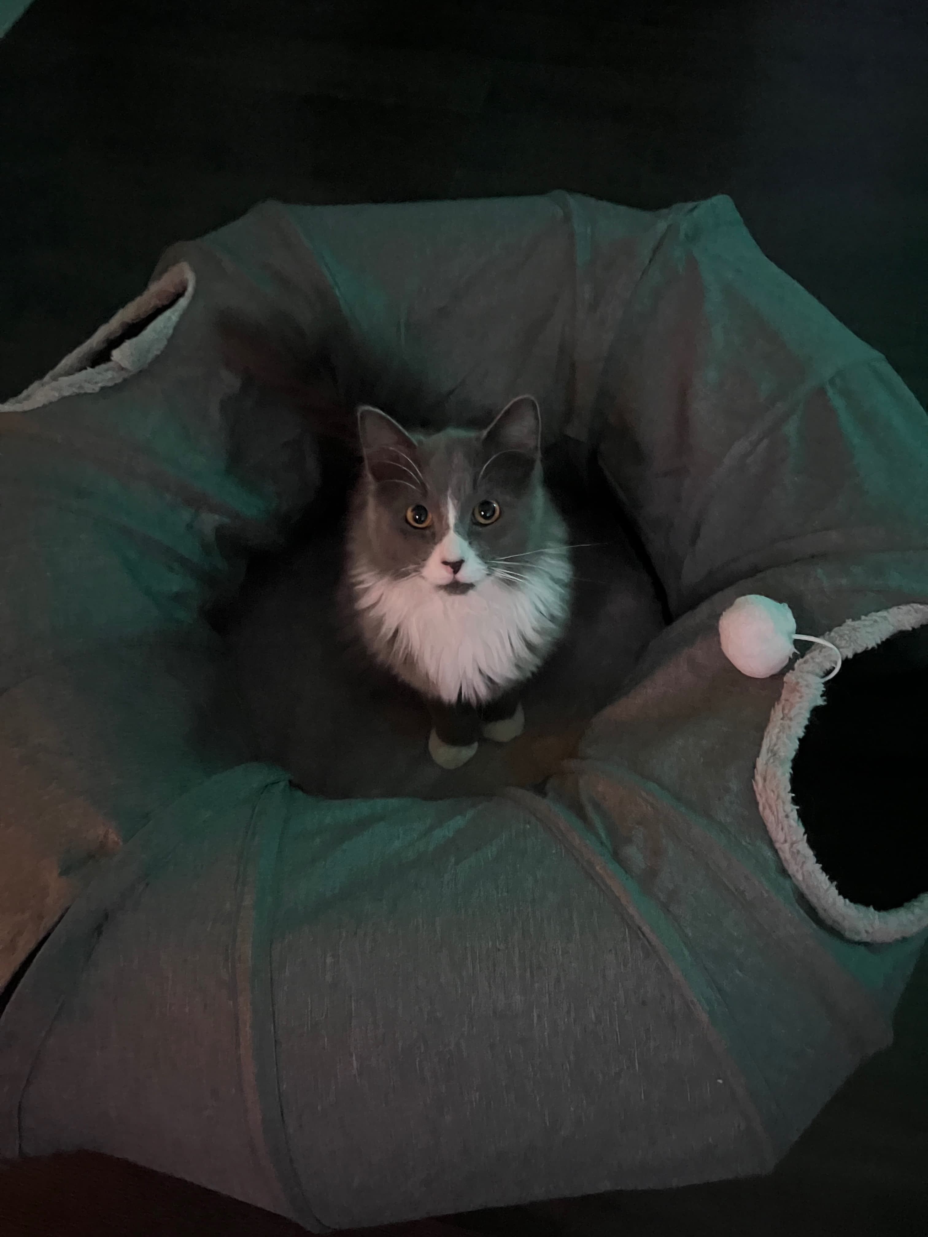 My Cat Lou!